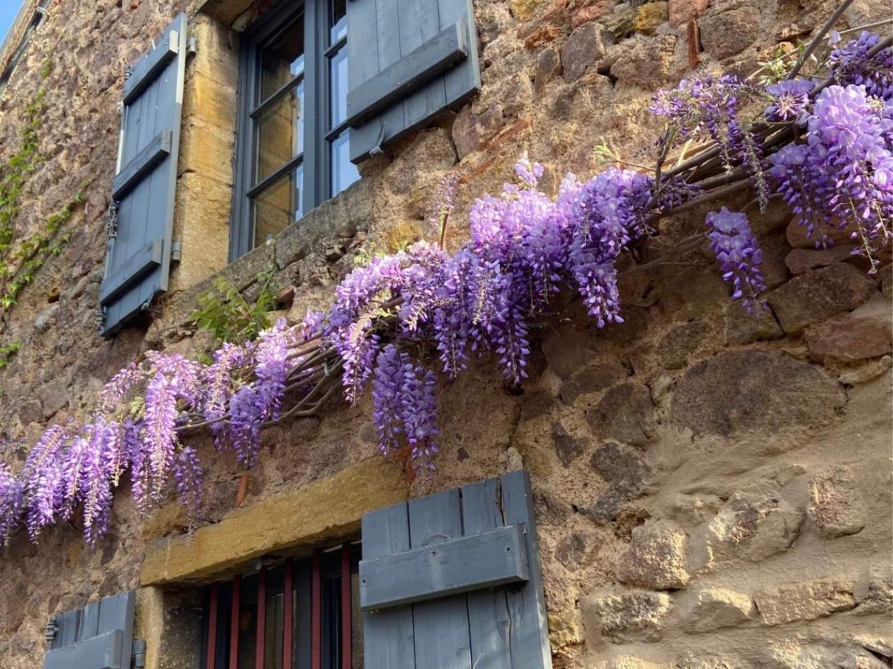 Printemps Les Tillets 01