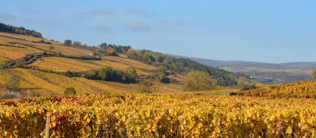 Paysage de vignes en Bourgogne du Sud, dans le Brionnais
